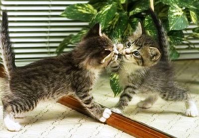 funny-cat-picture-cat-and-mirror