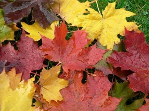 Maple leaves in autumn.