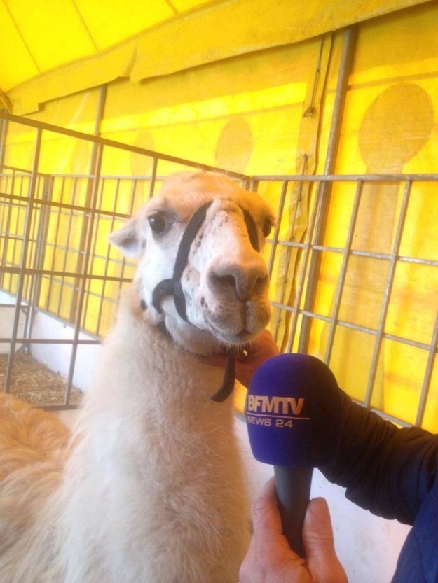 llama interview